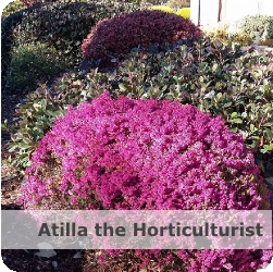 attilathehorticulturist
